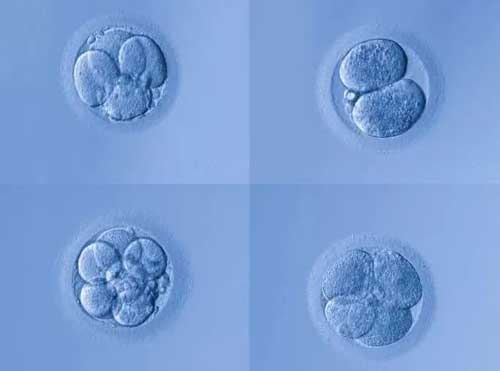 试管胚胎碎片化高养囊能成功吗？养囊成功率多高？