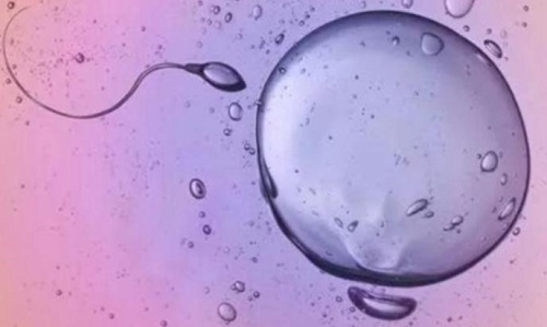 试管促排卵多少比较好？做试管婴儿一般需要多少卵子？