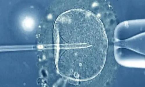 做试管胚胎易异常吗?胚胎染色体异常要做试管吗?